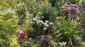 Цветут флоксы,лилии ,зацветают гортензии.