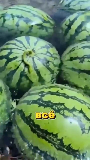 Целебная сила арбуза, не только в мякоти, но и в корке смотреть онлайн