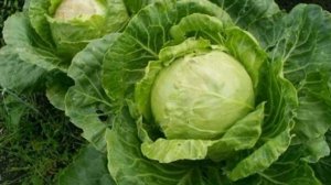 5 НАРОДНЫХ СРЕДСТВ ОТ КРЕСТОЦВЕТНОЙ БЛОШКИ