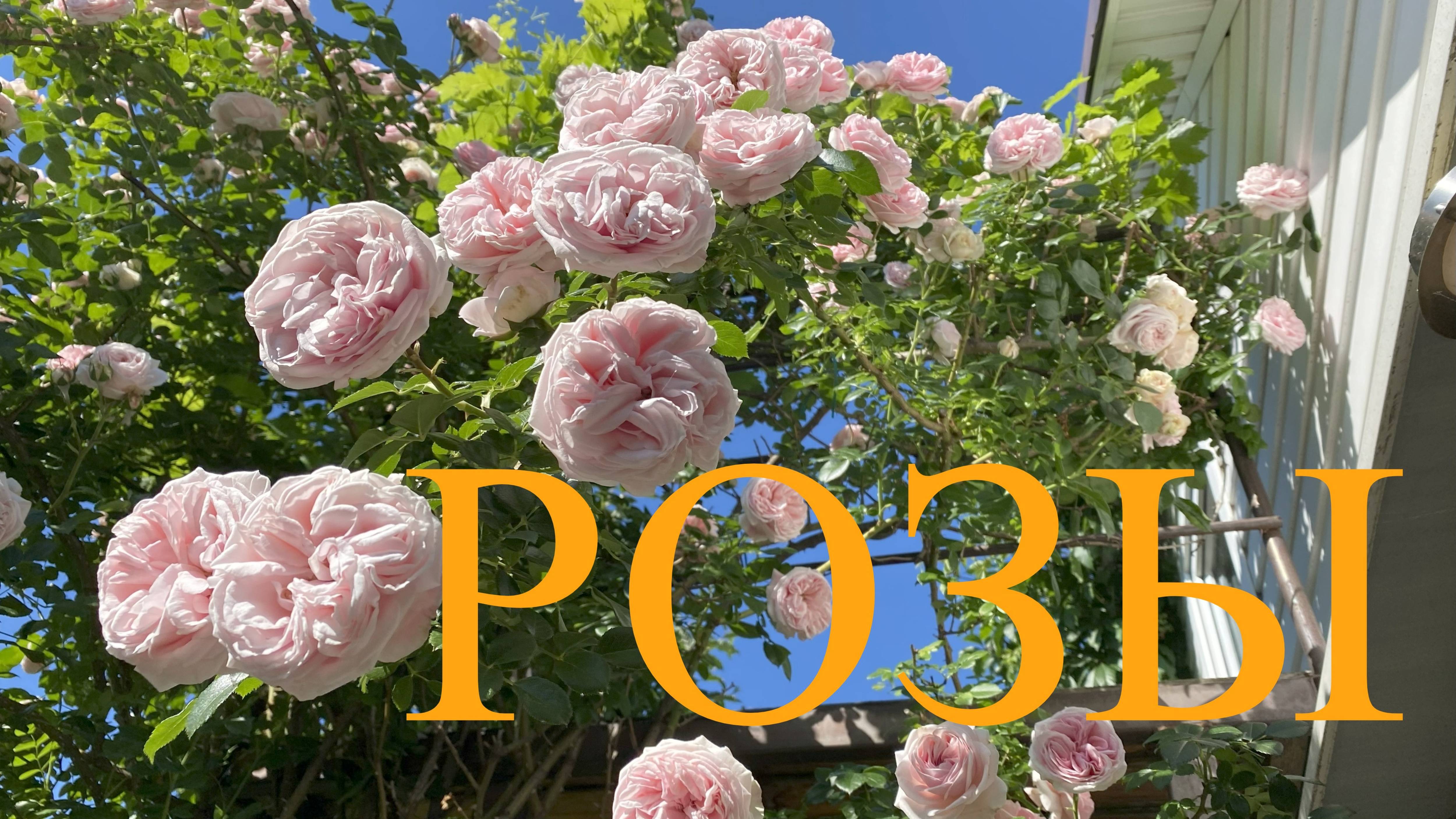 Розы