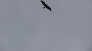 Куда пропадают домашние голуби?