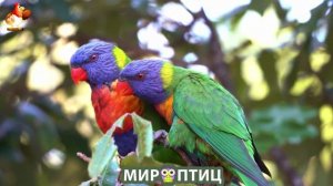 Мир птиц – красота и грация пернатых созданий Природы 🦩🦚🦜 Выпуск (317) 🦉🐦🐤