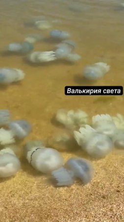 1753040163482.mp4