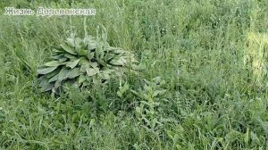 15.07.25.Моё зазаборье совсем заросло,борьба с сорняками продолжается