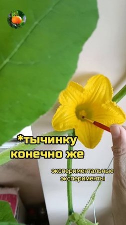 Опыление тыквы 🌼 Сад Огород На Балконе