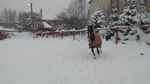 конь Гламур зима