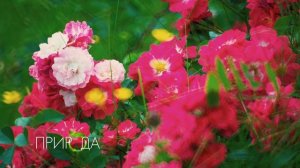 Роза, Rosa