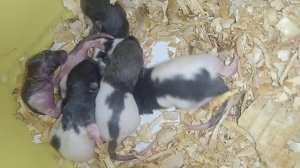 Совсем ещё маленькие крысята Дамбо чёрный капюшон 🐀