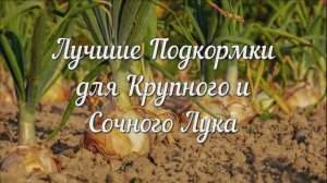 Лучшие Подкормки для Крупного и Сочного Лука