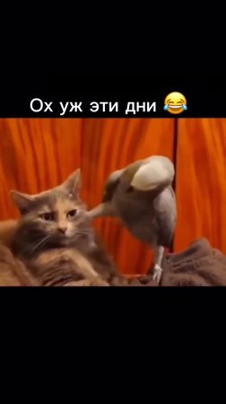 Ну жизненно же? 😂