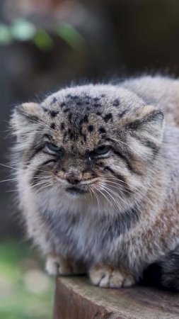 Котяра.