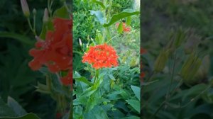 Лихнис Кардинал