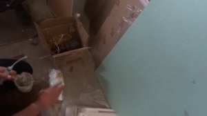 ГОЛУБИ НА ДАЧЕ - КОРМЛЕНИЕ ПТЕНЧИКА