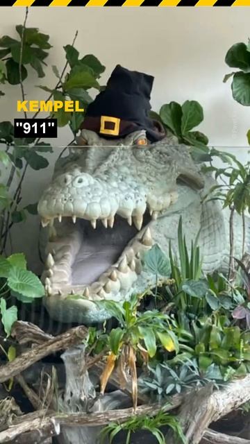 🎵 "911" - 𝐊𝐞𝐦𝐩𝐞𝐥