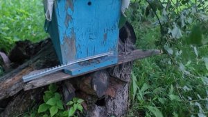 ф.57. пришла долгожданная посылка с Белорусии. и немного поймоных роёв.