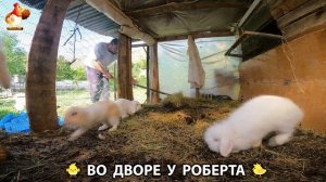 Содержание кур в домашних условиях и других птиц во дворе у Роберта 🐣🐤🦆🐔🪿🦃 (67)