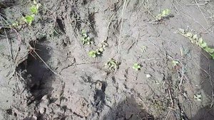 По следу дикого зверя