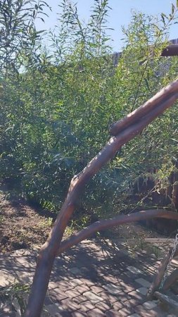 ива плетëная в саду - красота на одно лето.