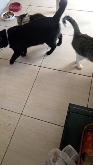 КОШКИ ПРИБЕЖАЛИ НА ЗАПАХ,