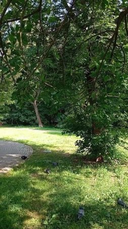 19.07.25. пополнила кормом ближнюю кормушку для белочек и мелких лесопарковых птиц