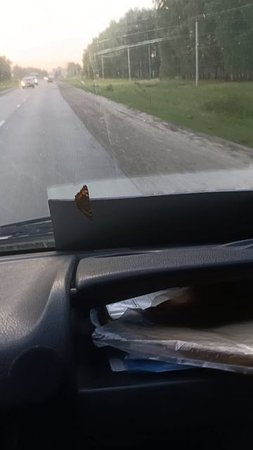 Бабочка залетела в машину