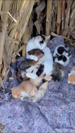 Один из этих котят явно приемный))☺️