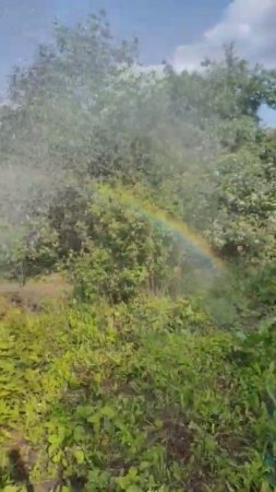 Making rainbows   #rainbow #beautiful #nature #garden #flowers #farming #viral #shorts