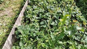 Дача. Июль 2025 г.