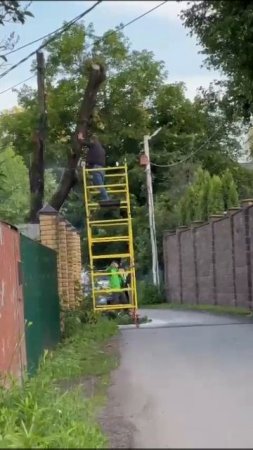 ‼️В Домодедово пилили дерево, но все пошло совсем не так‼️