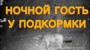 Медведь на подкормке 2025 июль