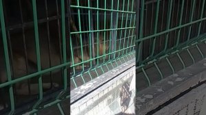 Зоопарк в Самаре