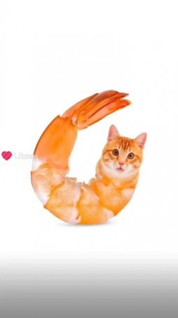 кто это за креветка кот