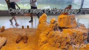 сурикаты