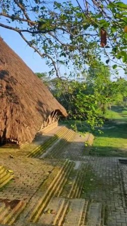 Tulasi Garden in Mayapur Gurukul #mayapur #gurukul #tulsi #shorts