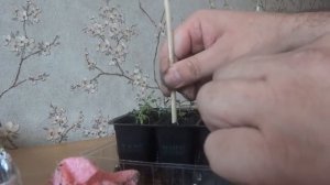 ЦВЕТЫ ЛЬВИНЫЙ ЗЕВ - ВЫРАЩИВАНИЕ ЧЕРЕ РАССАДУ