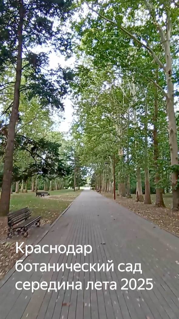 Краснодар: утро в дендрарии - середина лета 20 июля 2025 смотреть онлайн