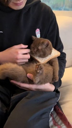 Хлебный котик 🥖🐱