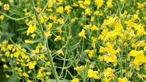 Трудные поля