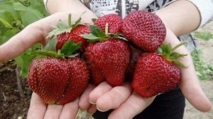 Клубнику подкармливают три раза в год