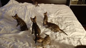 1000120207.mp4 Бенгальские котята