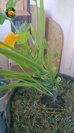 Кабачки начали цвести 🌼 Сад Огород на балконе