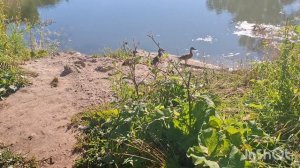 20 июля 2025 год. Сходила на дачу. Утки в пруду. Лето в самом разгаре🤗🥰.