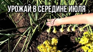 Середина лета. Что собираем?