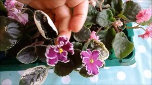 Продажа цветущих фиалок