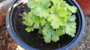 Подозрение на хлороз. Срочно обрабатываю хризантемы.