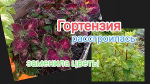 жизнь на Крайнем Севере/собираю малину в дождь/заменила цветы/что с гортензией