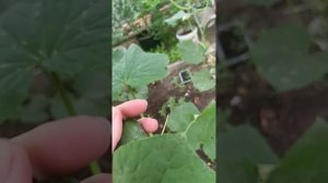 Обход территории 😁 Собрала урожай 🍅🥒