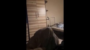 Смешные животные