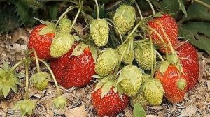УДОБРЕНИЯ ДЛЯ КЛУБНИКИ
