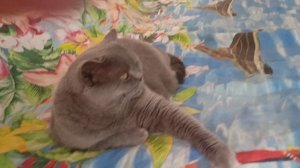 сидим с котом смотрим В ДЕРЕВНЕ GooD ☺☺